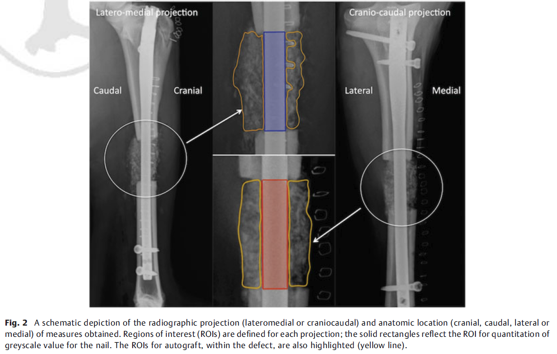 Radiological image of bones with ROIs